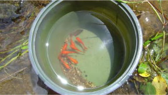 魚つかみ・小魚放流